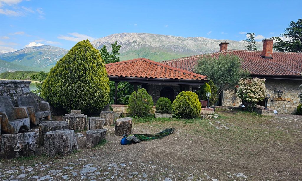 Paun u manastirskom dvorištu Svetog Nauma, pored rustičnih panjeva za sedenje i zgrade sa crvenim krovom, uz planine u pozadini.
